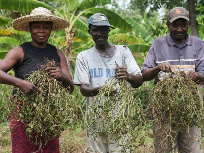 Haitian farmers with peanuts